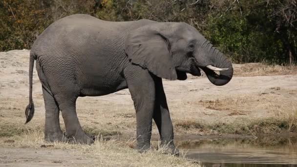 Beber elefante africano — Vídeo de stock