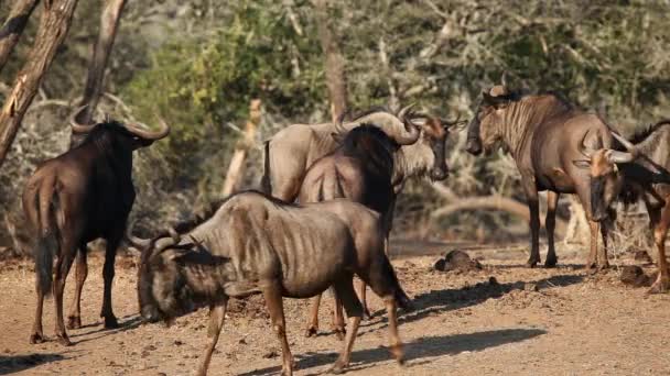 蓝 wildebees — 图库视频影像