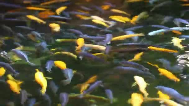Bunte Fische — Stockvideo
