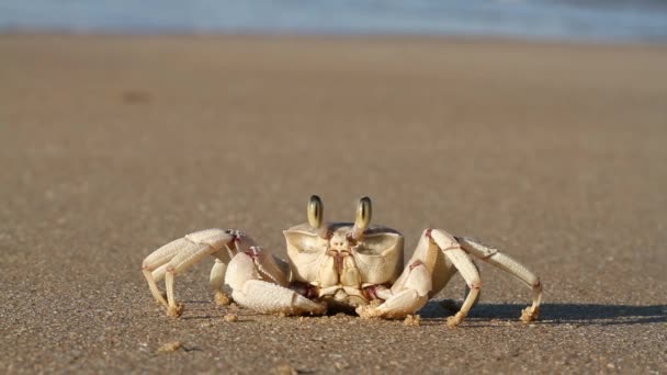 Crabe fantôme sur la plage — Video