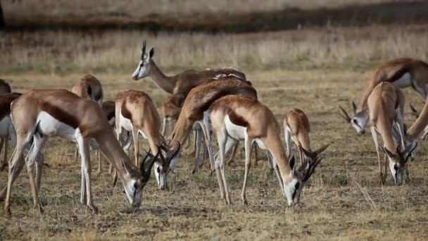 Springbok otlatma — Stok video