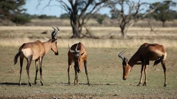 Interakcji i czerwonego hartebeest — Wideo stockowe