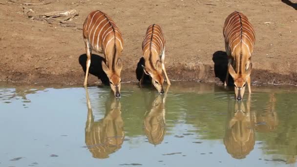 Nyala antílopes beber — Vídeo de Stock