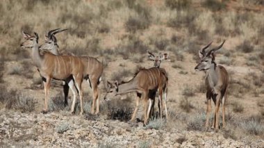 kudu antilopları