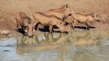 warthogs ziyarette200