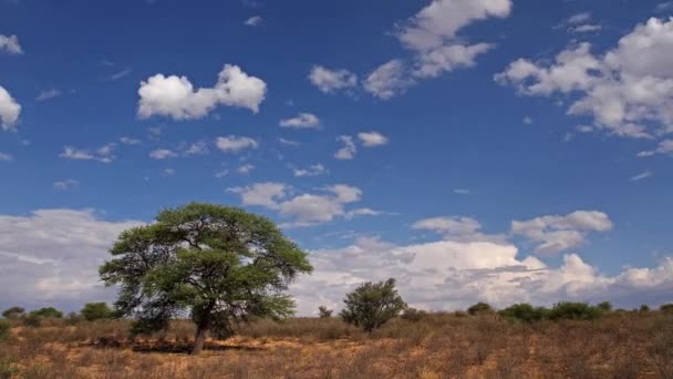 Lapso de tempo cloudscape — Vídeo de Stock