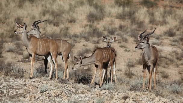 Kudu antelopes — Stock Video