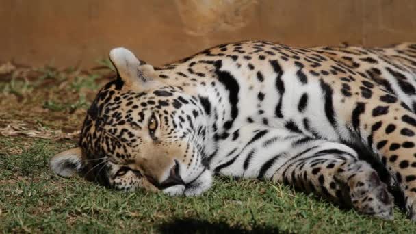 Male jaguar — Stock Video