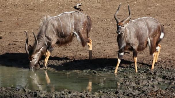 Nyala antelopes drinking — Stock Video