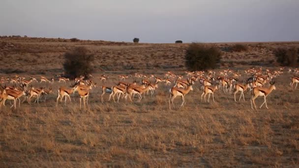 Mandria di antilopi Springbok — Video Stock