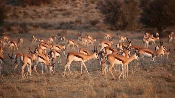 Troupeau d'antilopes de Springbok — Video