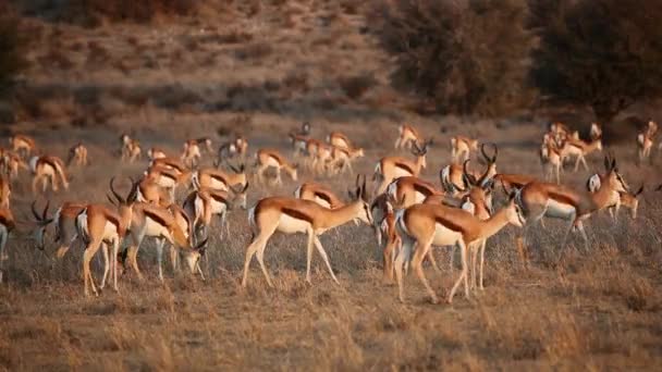 Mandria di antilopi Springbok — Video Stock