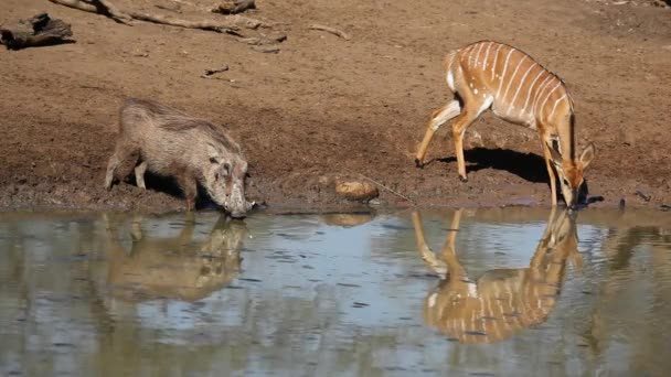 Beber antílopes Warthog y nyala — Vídeos de Stock