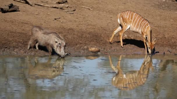 Warzenschwein und Nyala Antilope trinken — Stockvideo