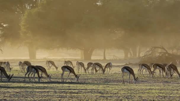Springbok antilopları — Stok video