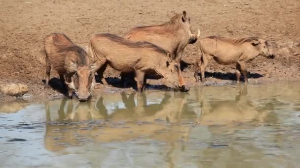 Warthogs en el abrevadero — Vídeos de Stock