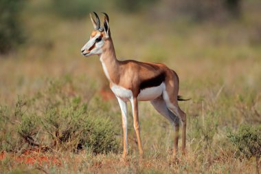 Springbok antilop