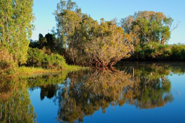 ağaçlar yansımaları ile