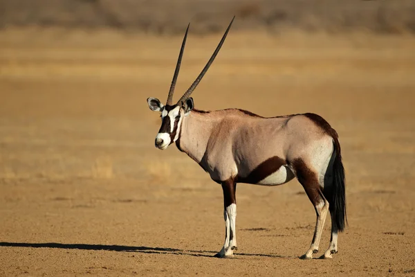 Gemsbok антилопи — стокове фото