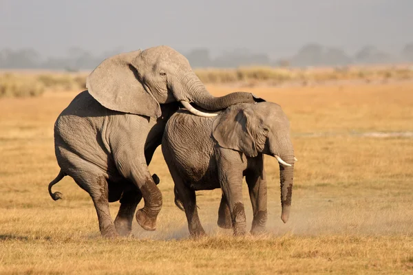 Apareamiento de elefantes africanos — Foto de Stock