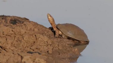 miğferli terrapin