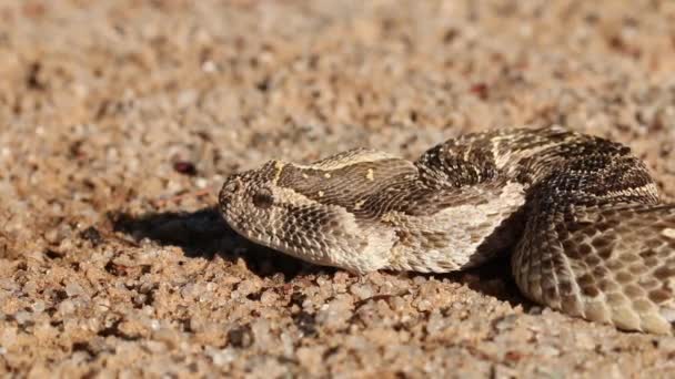 Defensiv puff adder — Stockvideo