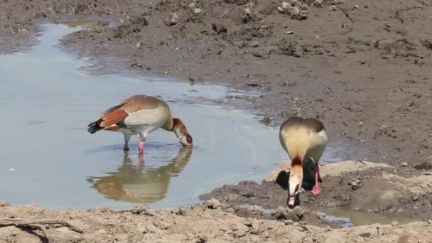 Foraging egyptian geese — Stock Video