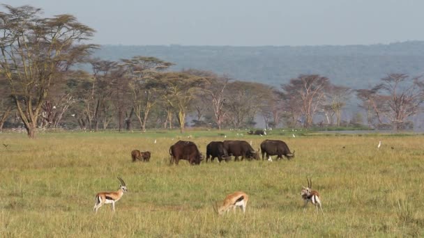 Grazing buffaloes and gazelle — Stock Video