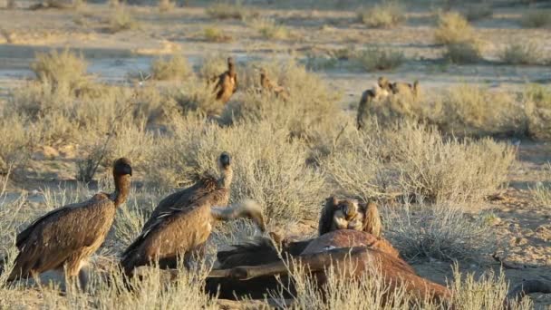 Scavenging white-backed vultures — Stock Video