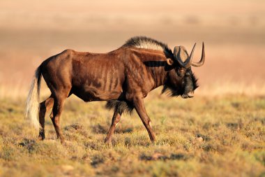 siyah wildebeest