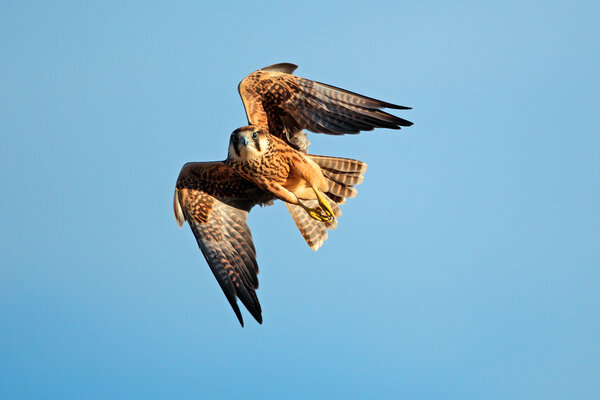 Lanner falcon in flight