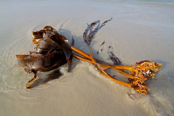 Kelp na praia — Fotografia de Stock