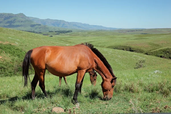 Cavalli di montagna — Foto Stock