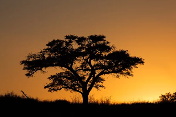 Coucher de soleil avec arbre silhouetté — Photo