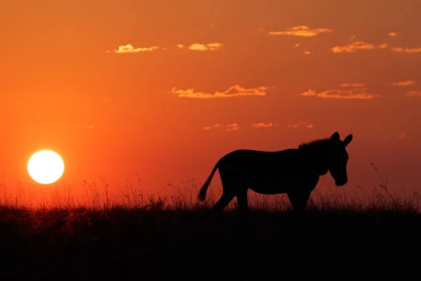 Silhouette zebra — Foto Stock