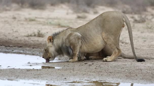 Leones africanos bebiendo — Vídeos de Stock