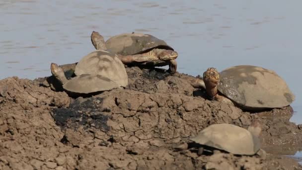 Helmeted terrapins — Stock Video