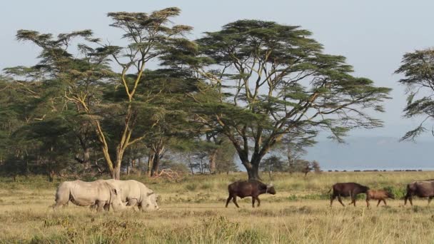 Breitmaulnashorn beim Fressen — Stockvideo