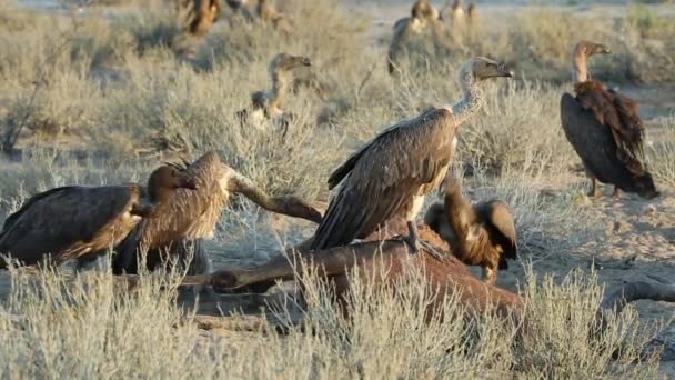 Scavenging white-backed vultures — Stock Video