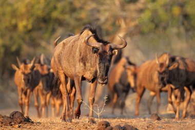 Mavi wildebeest