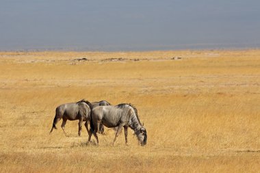 Mavi wildebeest peyzaj
