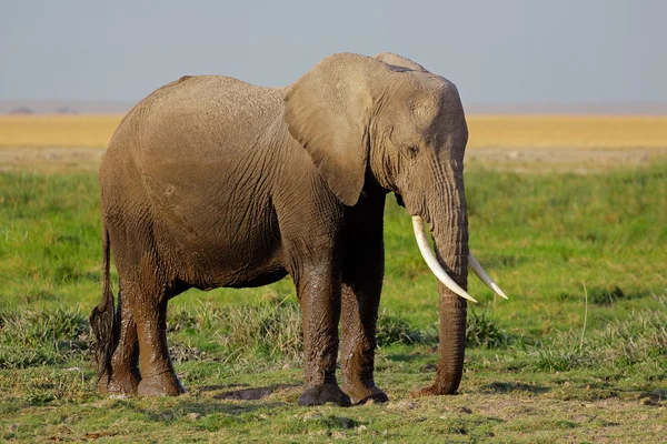 Elefante africano —  Fotos de Stock