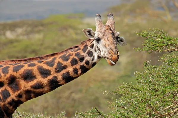 Masai žirafa — Stock fotografie