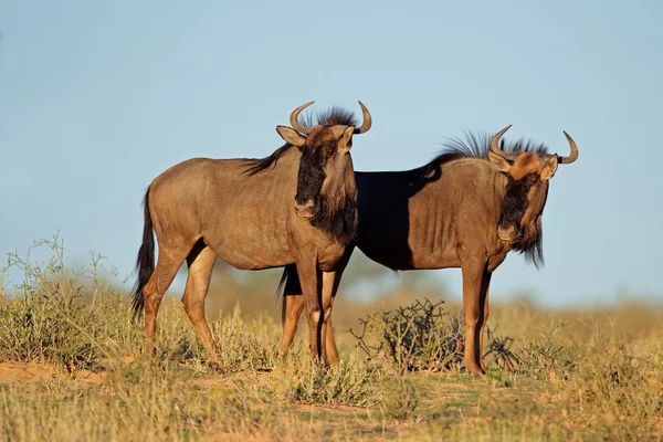 Gnus azuis — Fotografia de Stock