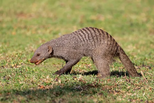 Banded mongoose — Stock Photo, Image