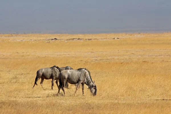 Blue wildebeest krajina — Stock fotografie