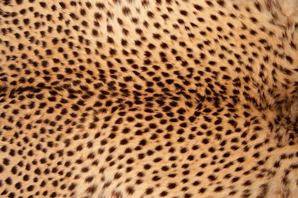 チーターの皮膚 — ストック写真