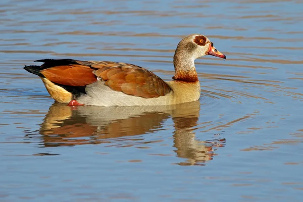 Ägyptische Gans — Stockfoto