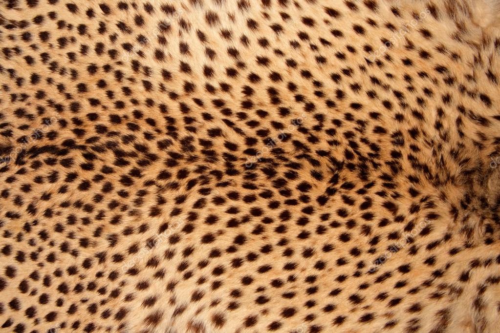 Cheetah skin Stock Photo by ©EcoPic 39037719
