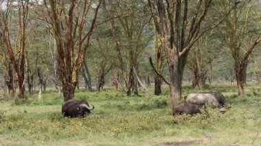 Afrika manda otlatma